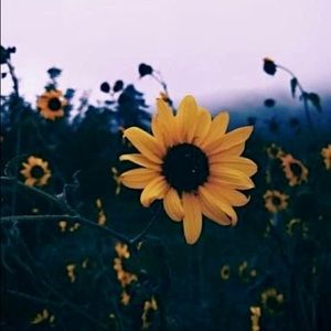 Meet your Posher, Sierra